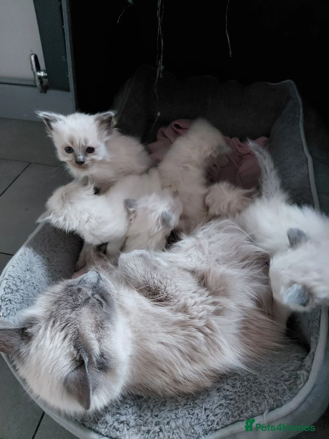 Birman cats for sale: Birman kittens - Advert 2