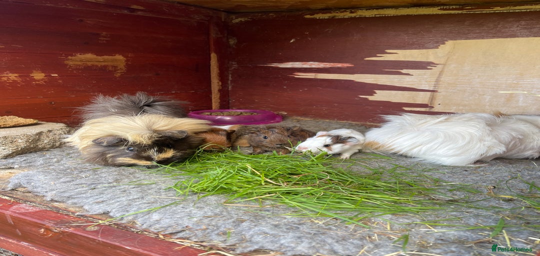 Gallery Image {{count}}