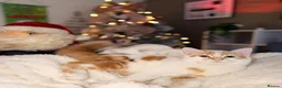 Norwegian Forest Cat cats for sale: Beautiful Norwegian Forest Cat  in Droitwich - Advert 5