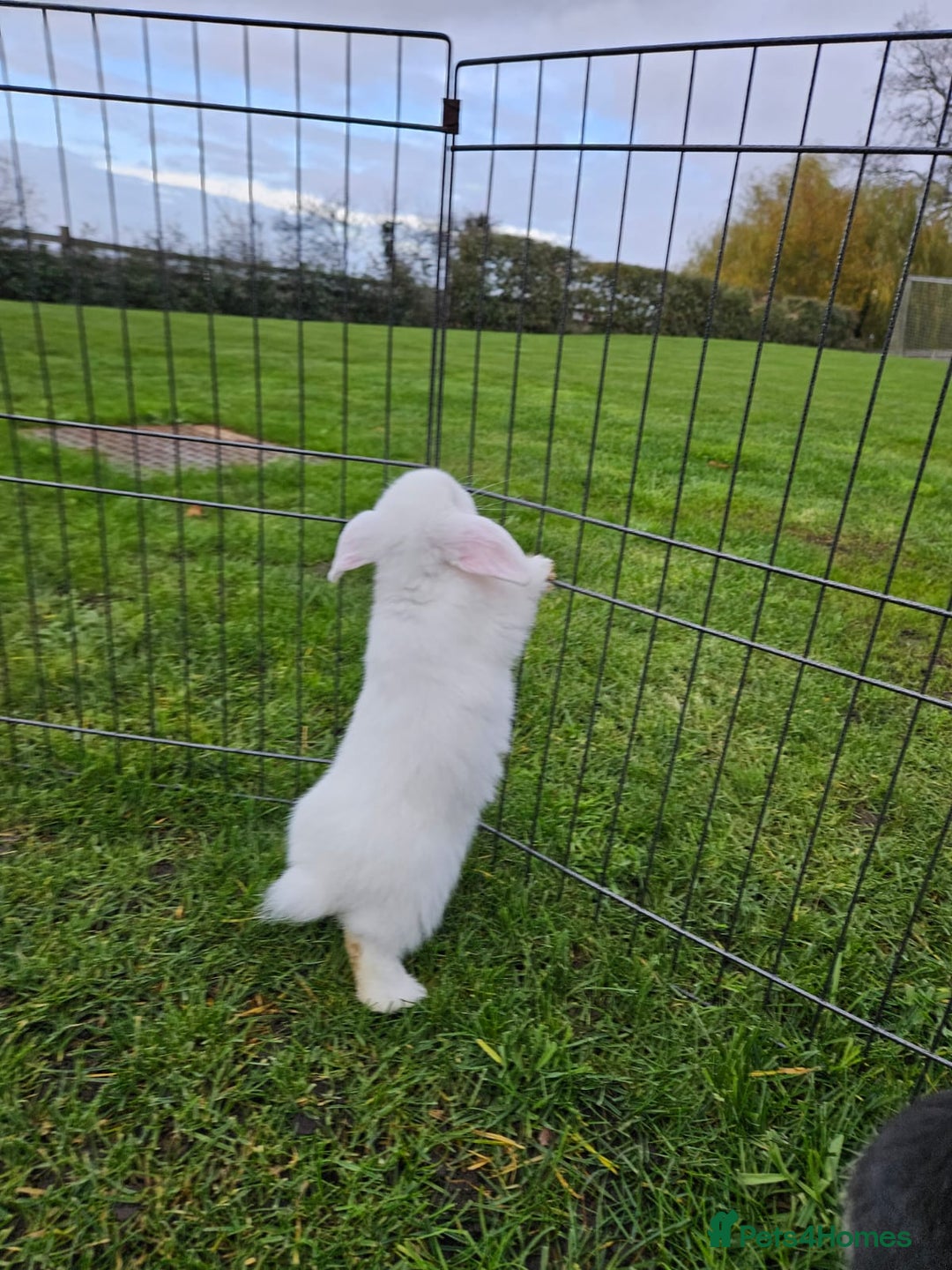 Mini Lop rabbits for sale: ❤️Purebread mini lops for sale❤️ - Advert 15