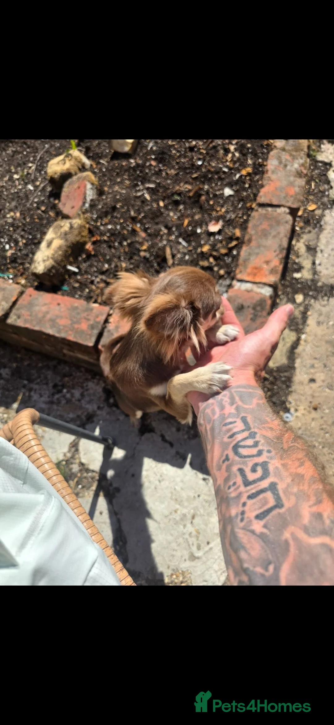 Chihuahua dogs for sale:  Beautiful 6 month chihuahua boy need in Sevenoaks - Advert 2