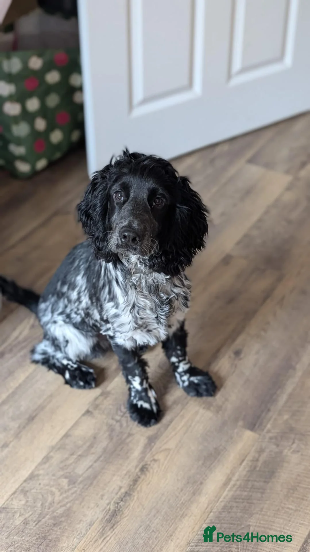 Cocker Spaniel dogs for sale: 7 month old male cocker spaniel  in Beccles - Advert 2