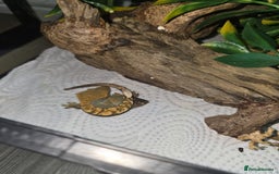Gecko reptiles for sale: BABY CRESTED GEKOS  - Image 3