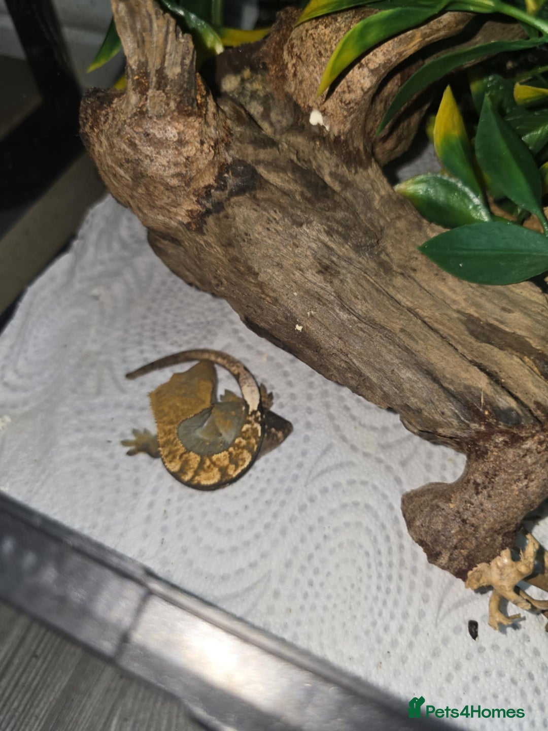 Gecko reptiles for sale: BABY CRESTED GEKOS  - Image 3