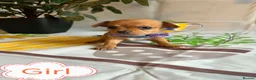 Chihuahua dogs for sale: Chihuahua puppies - Advert 26