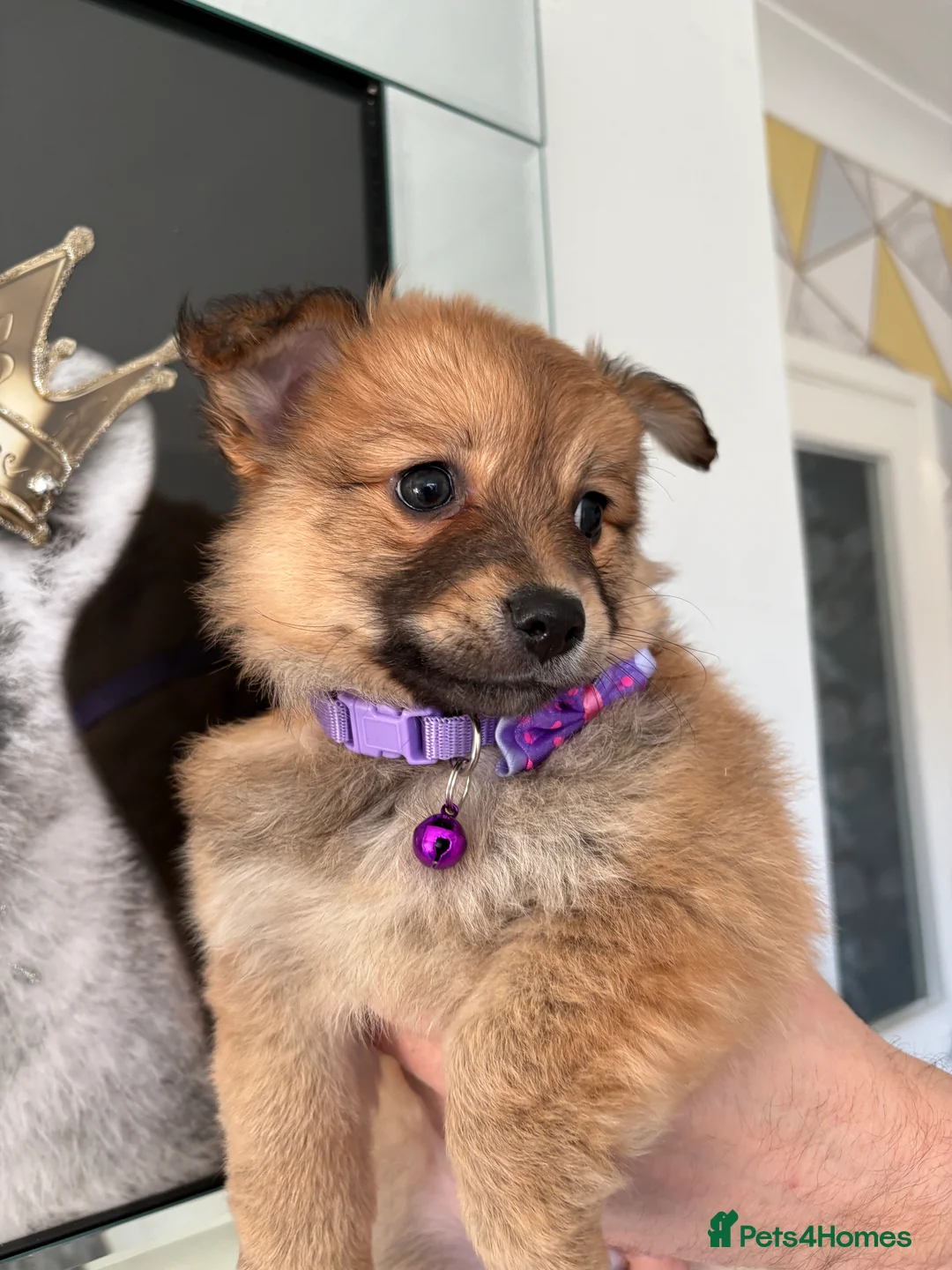 Mixed Breed dogs for sale: Italian volpino x deer head chihuahua puppies  - Advert 9
