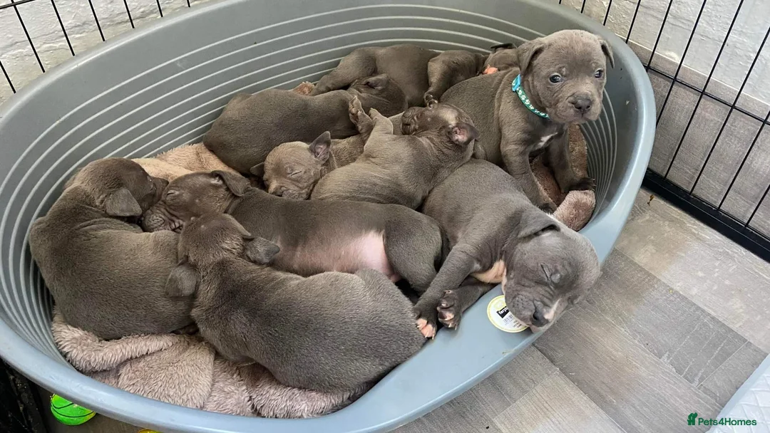 Staffordshire Bull Terrier dogs for stud: BLUE Proven 50+ litters, natural and artificial  in Erith - Advert 6