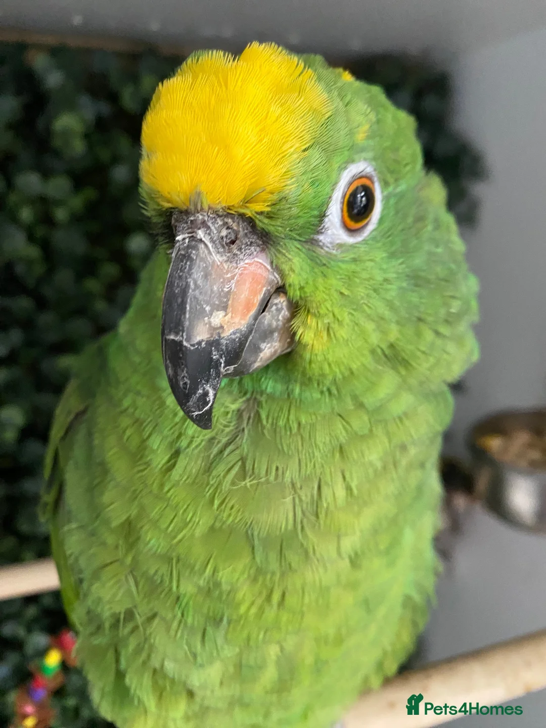 Parrots birds for sale: Amazon parrot  - Advert 2