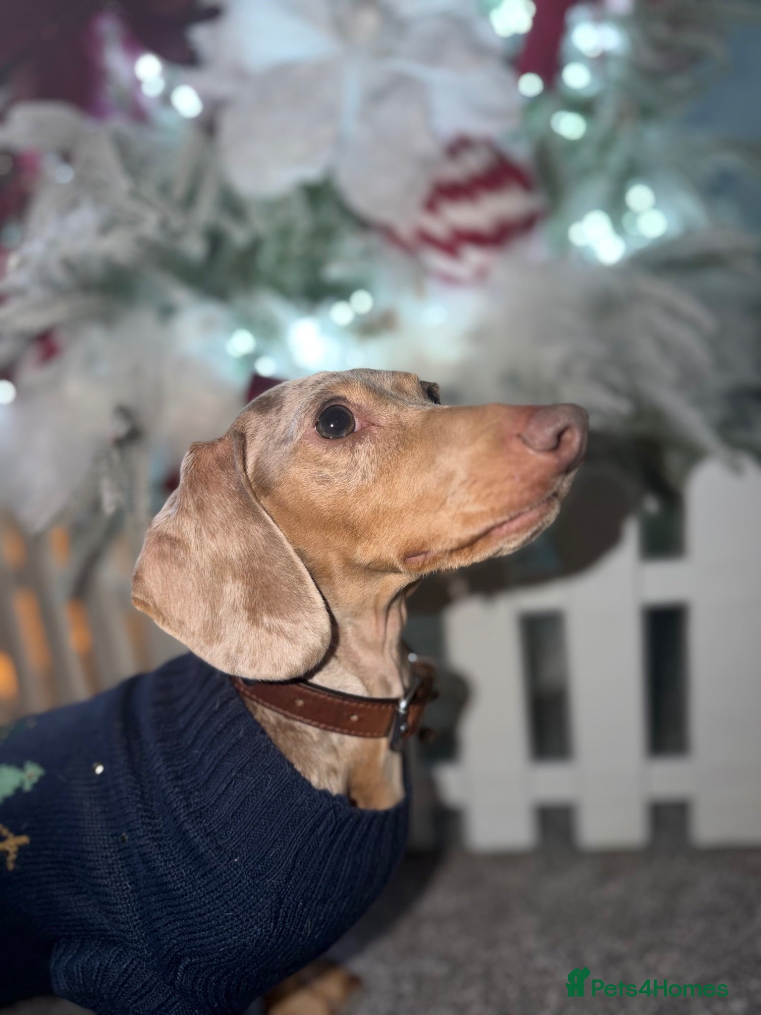 Miniature Dachshund dogs Miniature isabella tan dapple smooth dachshund  - Advert 11