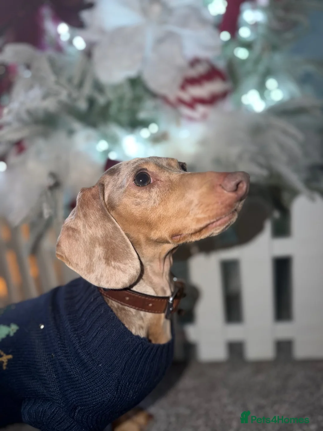 Miniature Dachshund dogs for sale: Miniature isabella tan dapple smooth dachshund  - Advert 1