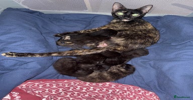 Mixed Breed cats - Advert 8