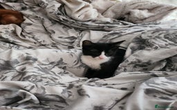 Mixed Breed cats for sale: Last little man looking for his forever home - Image 1