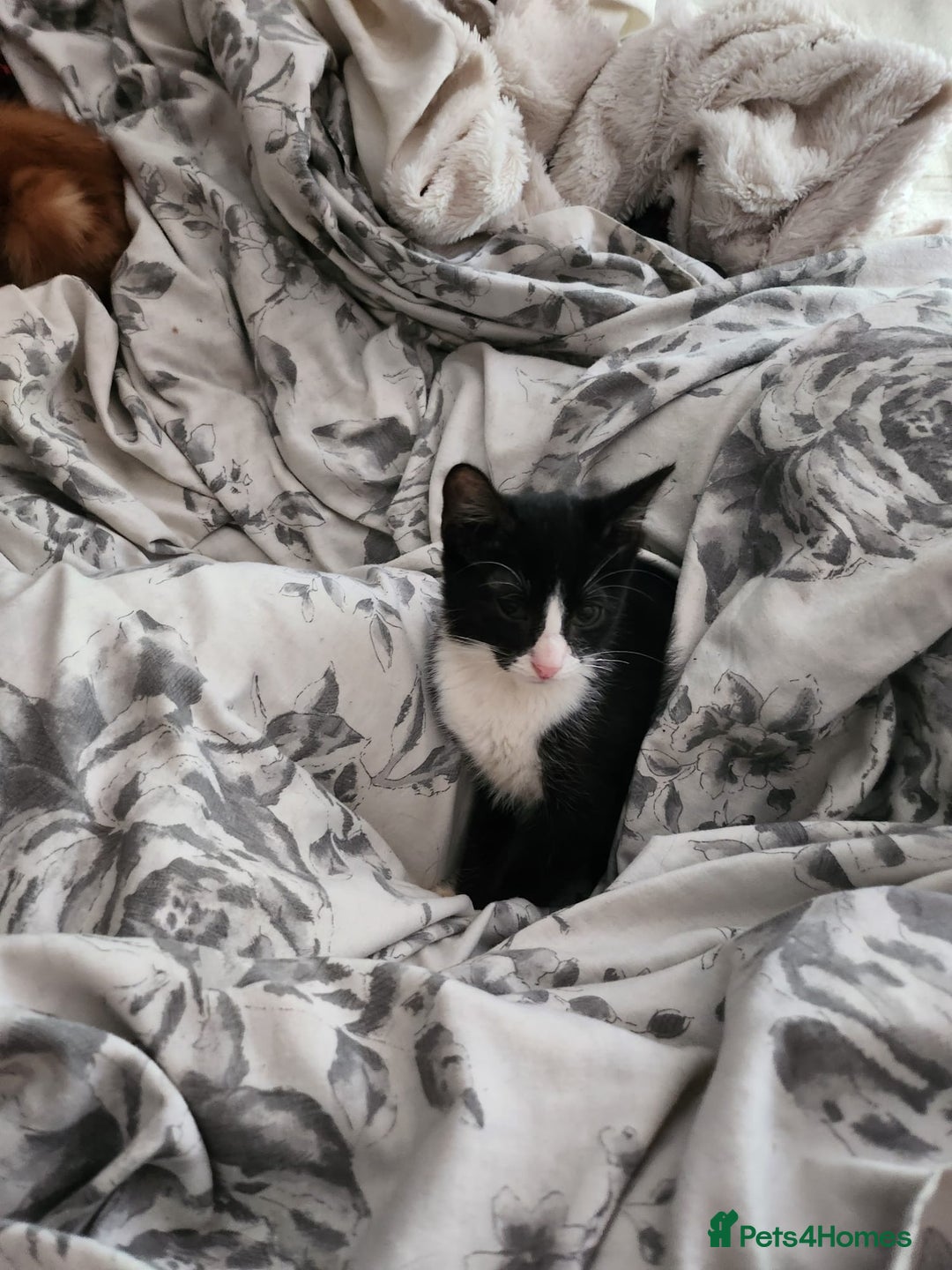 Mixed Breed cats for sale: Last little man looking for his forever home - Image 1