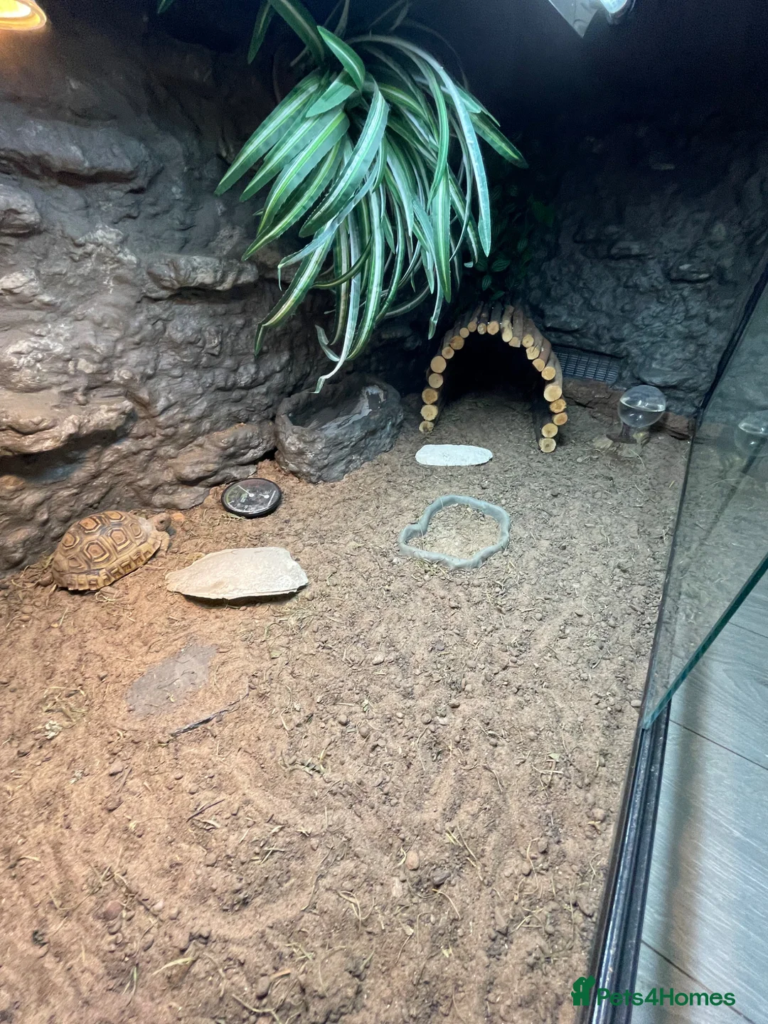 Tortoise reptiles for sale: leopard tortoise with terrarium - Advert 6
