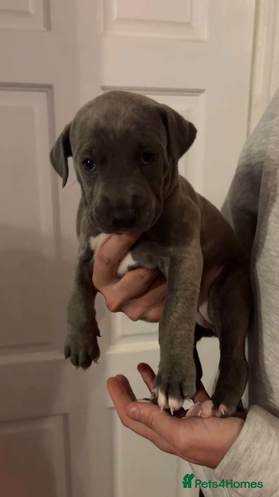 Mixed Breed dogs for sale: Stunning Cane Corso x Presa Canario Puppies  - Advert 29