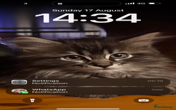Maine Coon cats for sale:      💖LAST BEAUTIFUL BABY GIRL💖  - Image 24