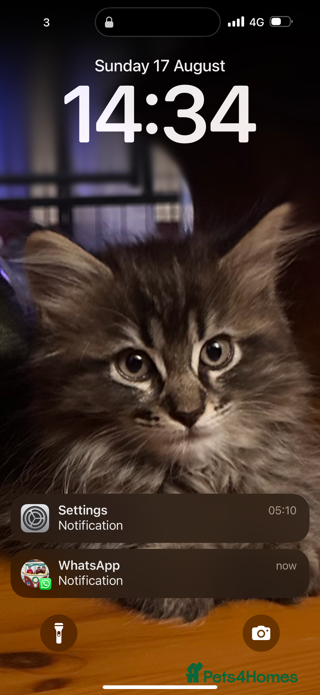 Maine Coon cats for sale:      💖LAST BEAUTIFUL BABY GIRL💖  - Image 24