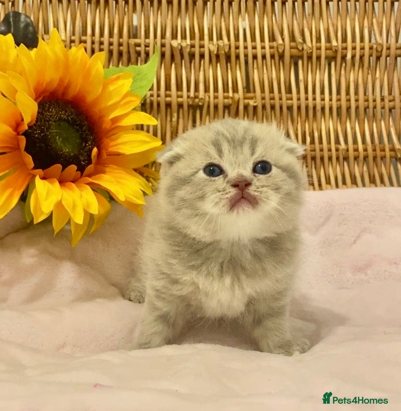 Scottish Fold cats 🧸EXTREMELY RARE TICA FAWN SCOTTISH/BSH 😻🧸 - Advert 4