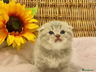 Scottish Fold cats 🧸EXTREMELY RARE TICA FAWN SCOTTISH/BSH 😻🧸 - Advert 4