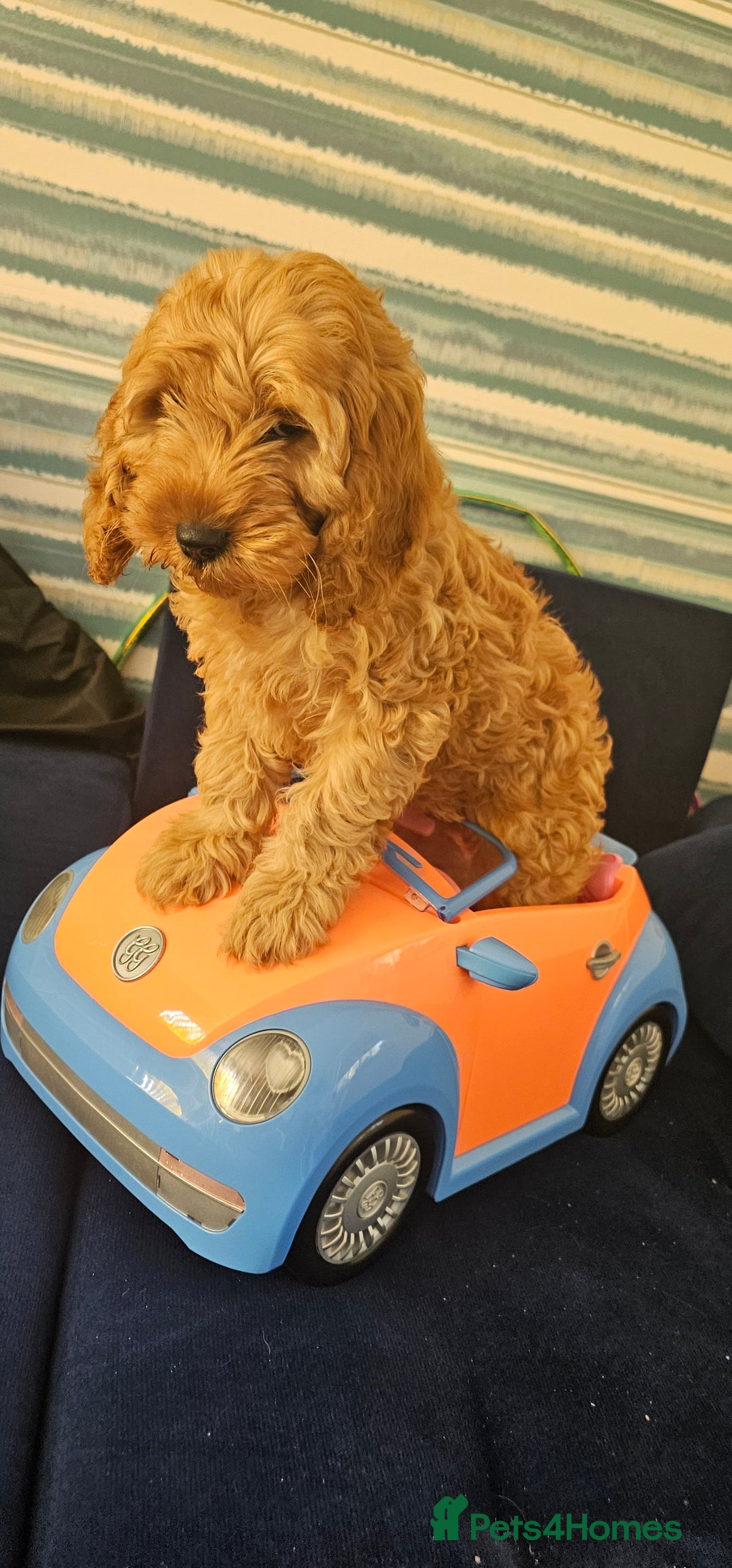 Cockapoo dogs for sale: Cockapoo girl - Image 4
