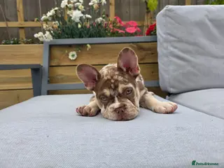 French Bulldog dogs Only 2 girl left French Bulldog - Advert 1