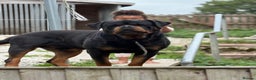 Rottweiler dogs for stud: Stunning KC registered fully health tested male   in Burnley - Advert 17