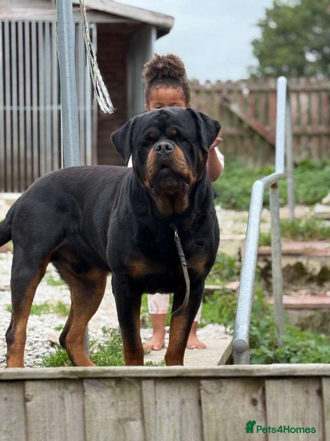 Rottweiler dogs for stud: Stunning KC registered fully health tested male   in Burnley - Advert 17