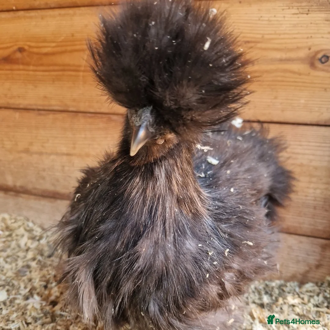 Chickens poultry for sale: Bantams fully vaccinated  - Advert 7