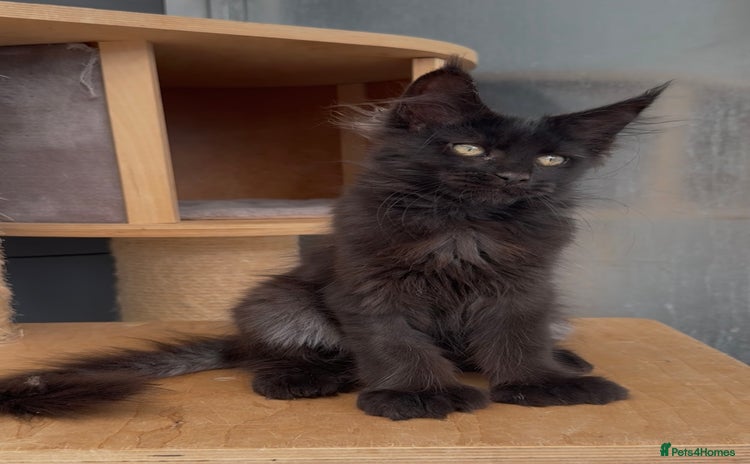 Maine Coon cats in Spalding - Advert 16