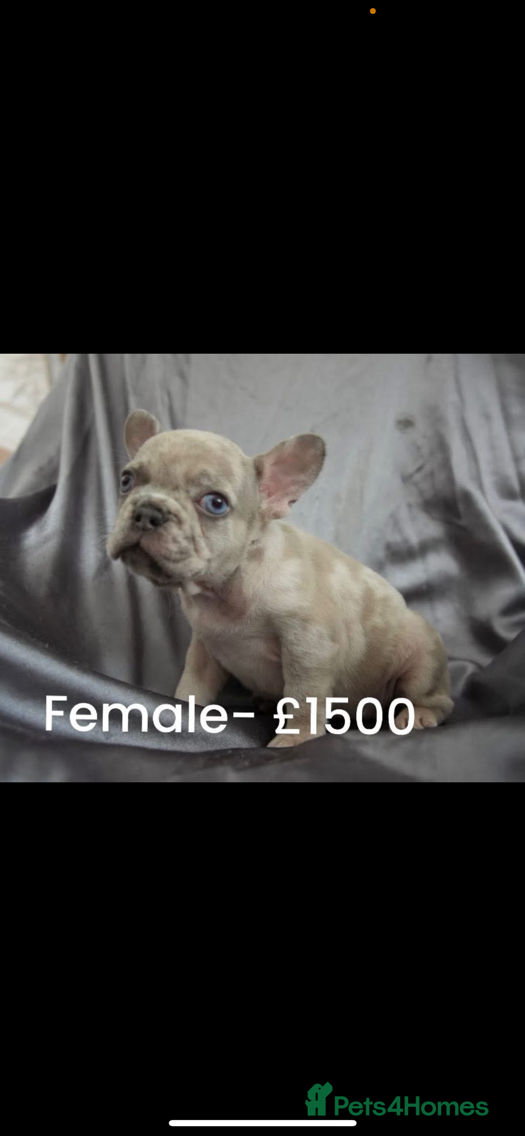 French Bulldog dogs for sale: LAST 3 PUPS AVAILABLE - Image 2