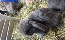 Mini Lop rabbits for sale: Mini lop babies - Image 3