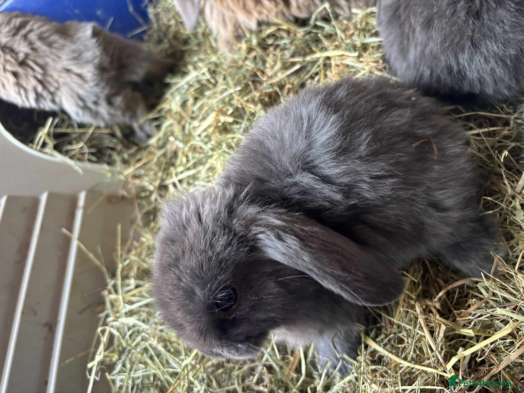 Mini Lop rabbits for sale: Mini lop babies - Image 3