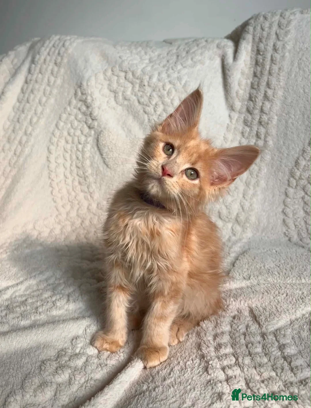 Maine Coon cats for sale: Cream Tabby Maine Coon Male Ready Now  - Advert 9