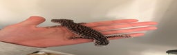 Leopard Gecko reptiles for sale: Female leopard gecko - Advert 6