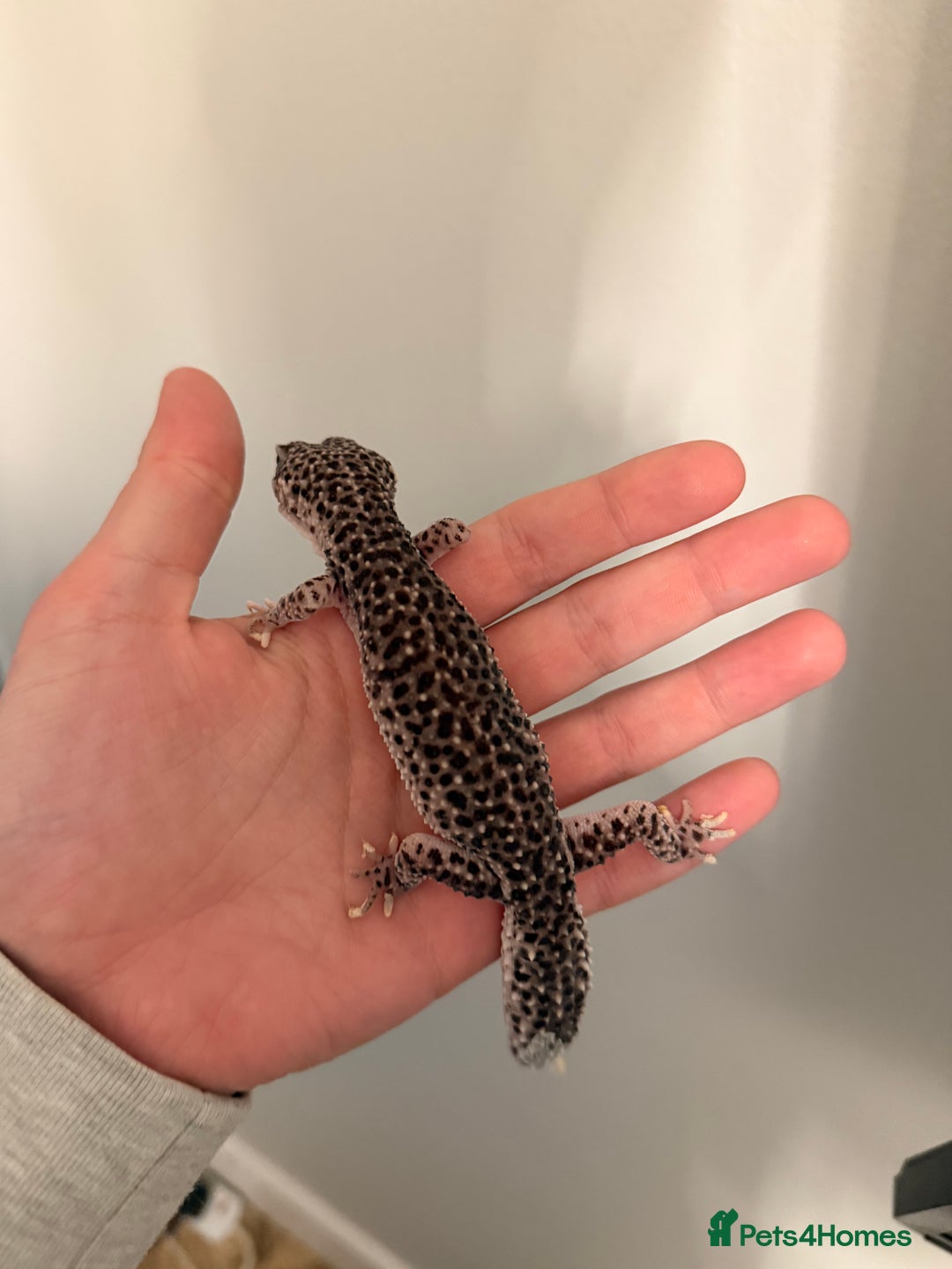 Leopard Gecko reptiles for sale: Female leopard gecko - Advert 6