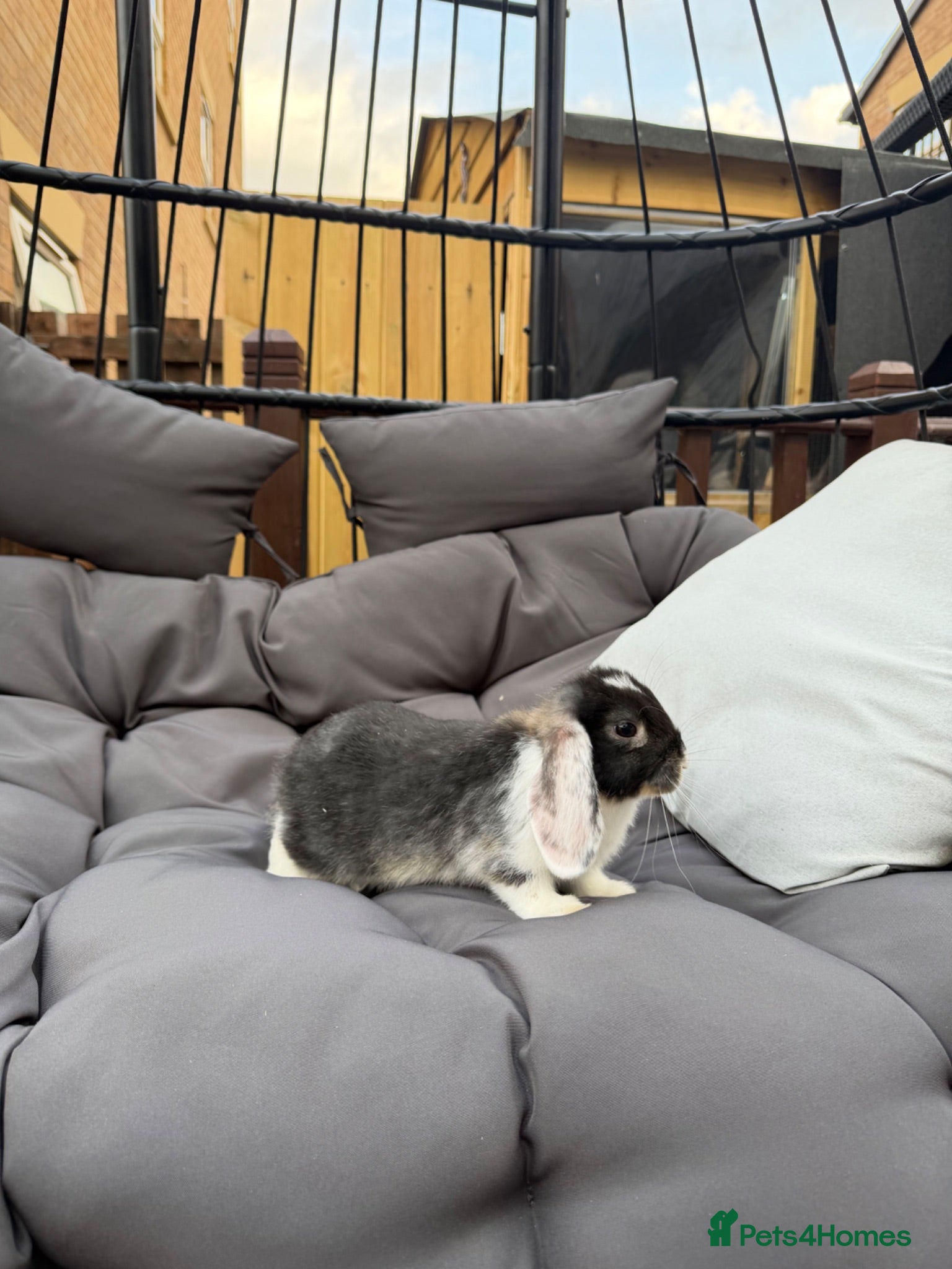 Dwarf Lop rabbits 8 week old lop kits - Advert 1