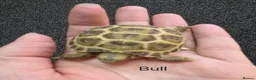 Tortoise reptiles for sale: Horsefield Baby Tortoises - Advert 8