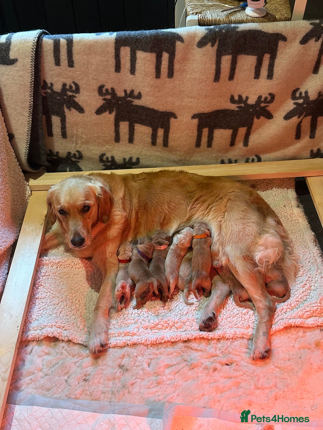 Golden Retriever dogs for sale: Working golden retriever  - Advert 3