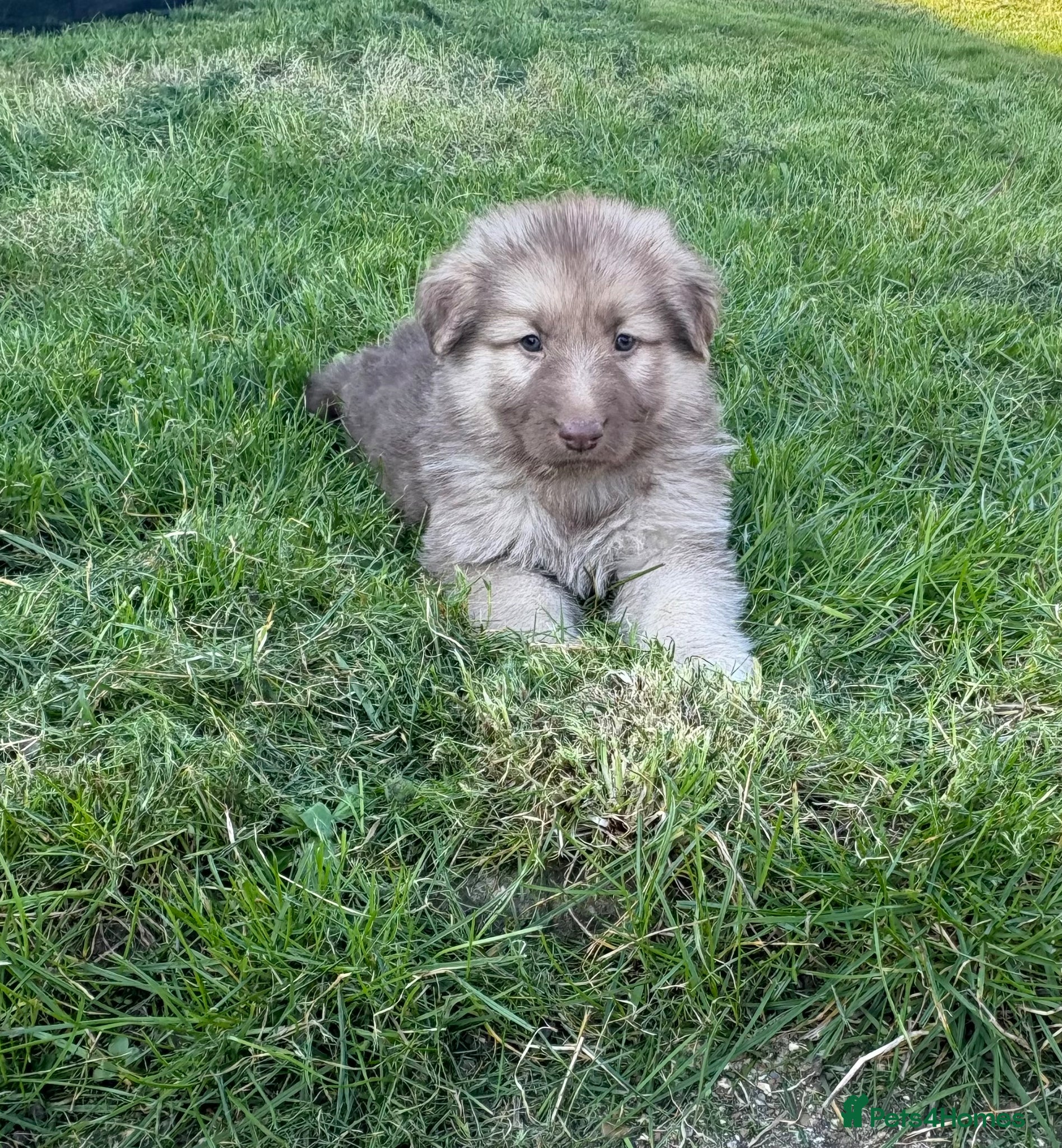 German Shepherd dogs GSD Rare Isabella puppies - Advert 1