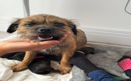 Border Terrier dogs for sale: Border Terrier Puppies (ready 22 Oct 2025) - Image 1