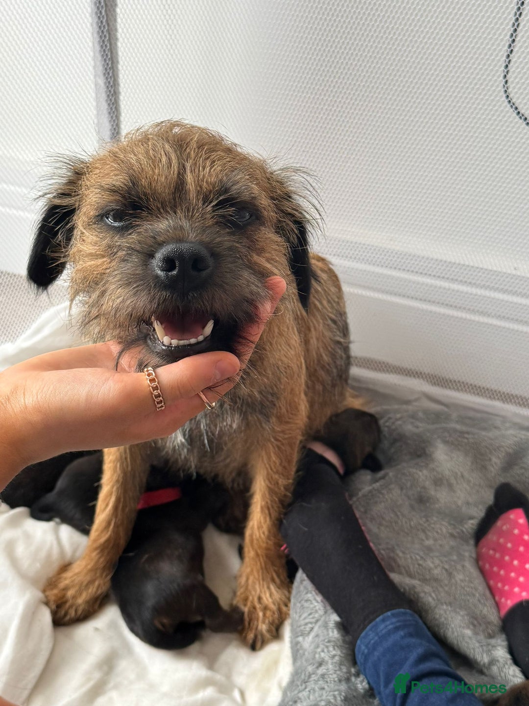 Border Terrier dogs for sale: Border Terrier Puppies (ready 22 Oct 2025) - Image 1