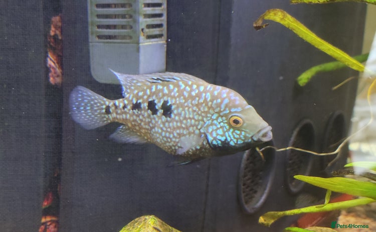 Other/Mixed Breed fish - Advert 13