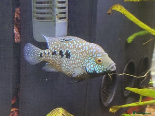 Other/Mixed Breed fish - Advert 17