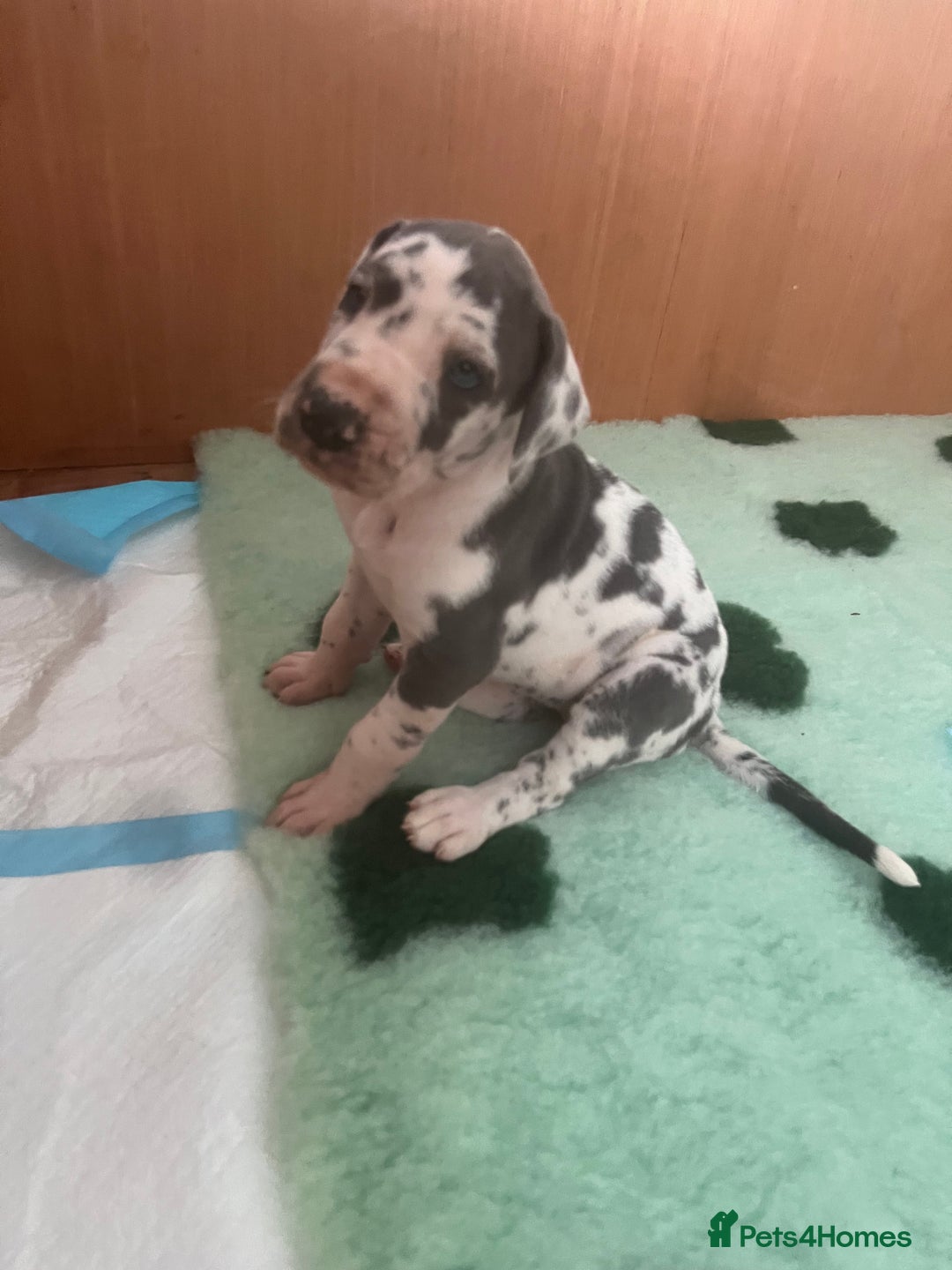 Great Dane dogs for sale: Purebred Great Dane Puppies – European Bloodline  - Advert 27