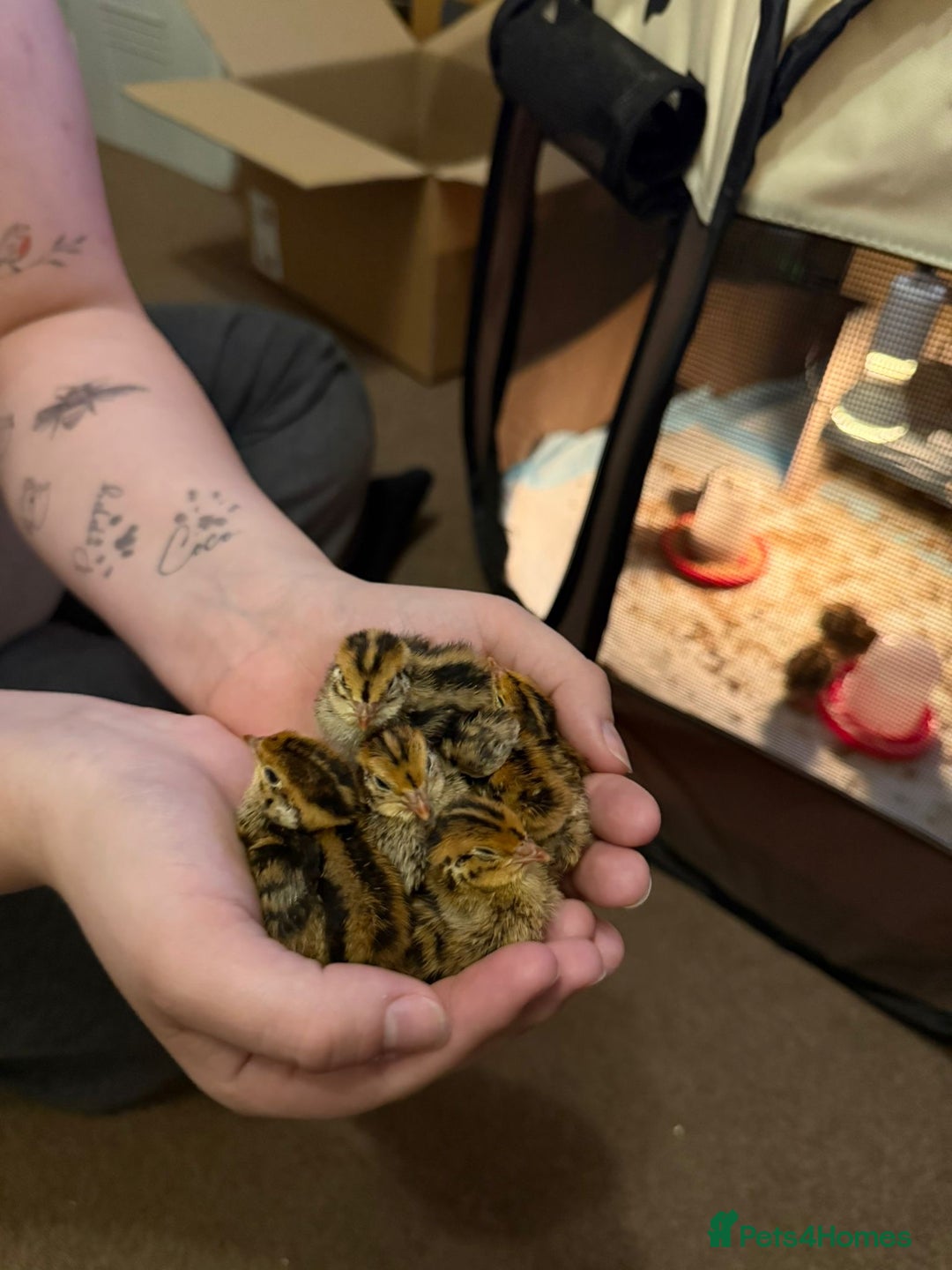 Quail poultry for sale: coturnix quails - Image 1