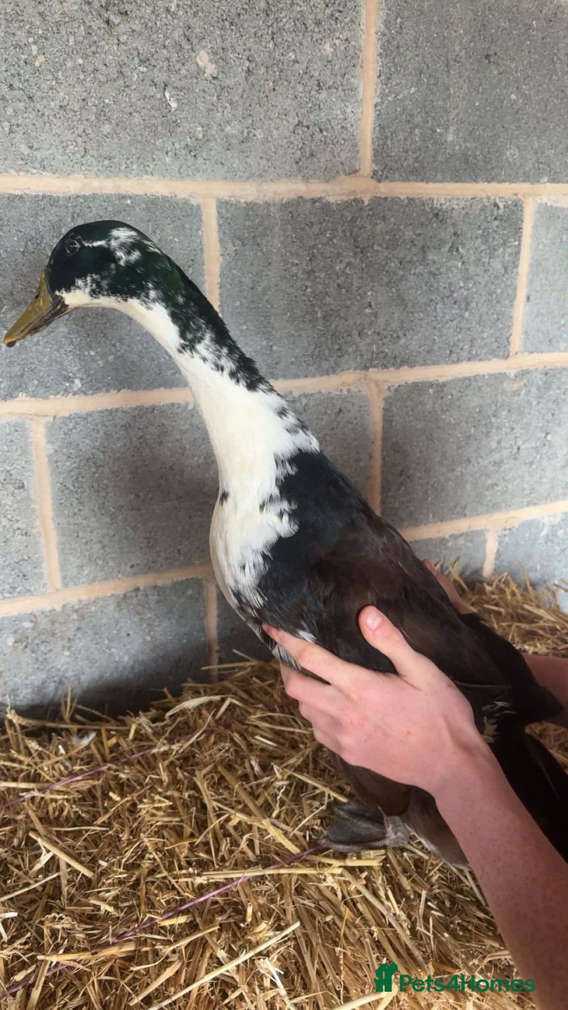 Ducks poultry for sale: Male Runner Duck in Doncaster - Advert 3