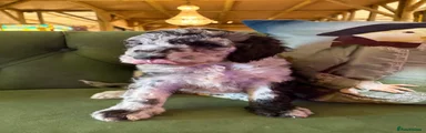 Sheepadoodle C1 Black foot