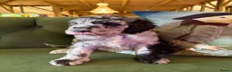 Sheepadoodle dogs for sale: Sheepadoodle Puppies Available  - Advert 34