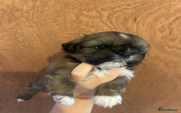 Shih Tzu dogs for sale: Girl pup shihtzu - Image 4