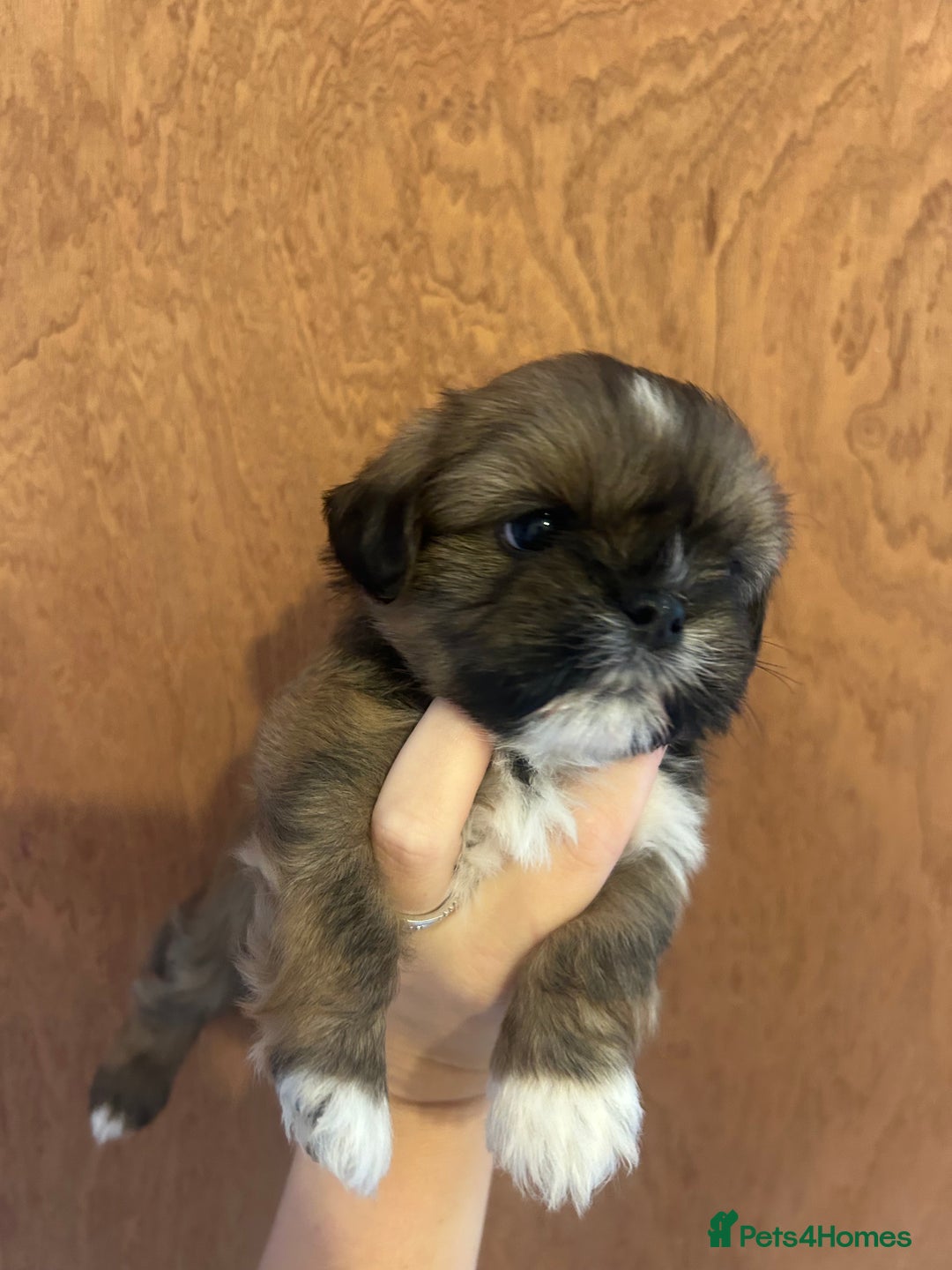 Shih Tzu dogs for sale: Girl pup shihtzu - Image 4